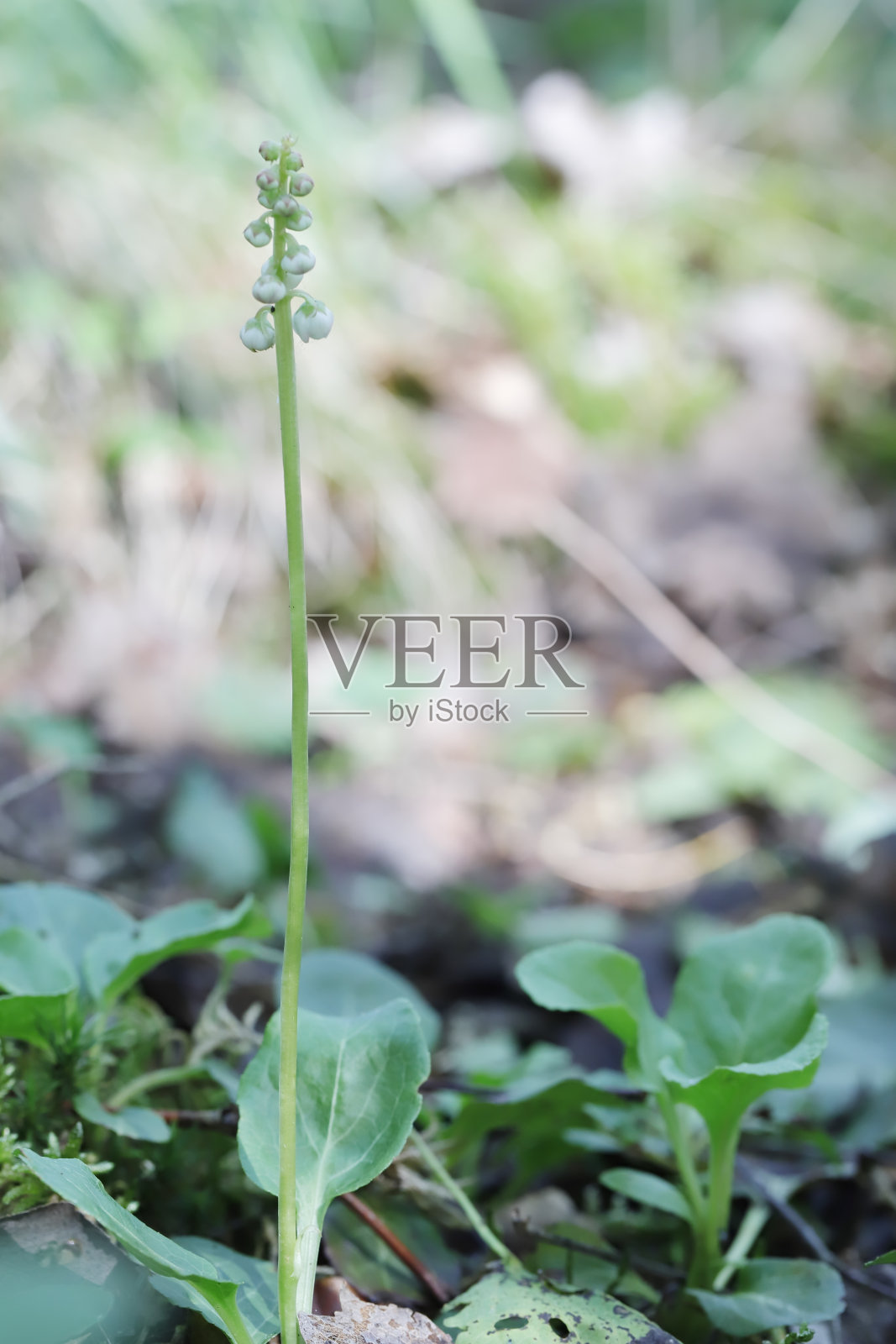 圆叶鹿蹄草照片摄影图片