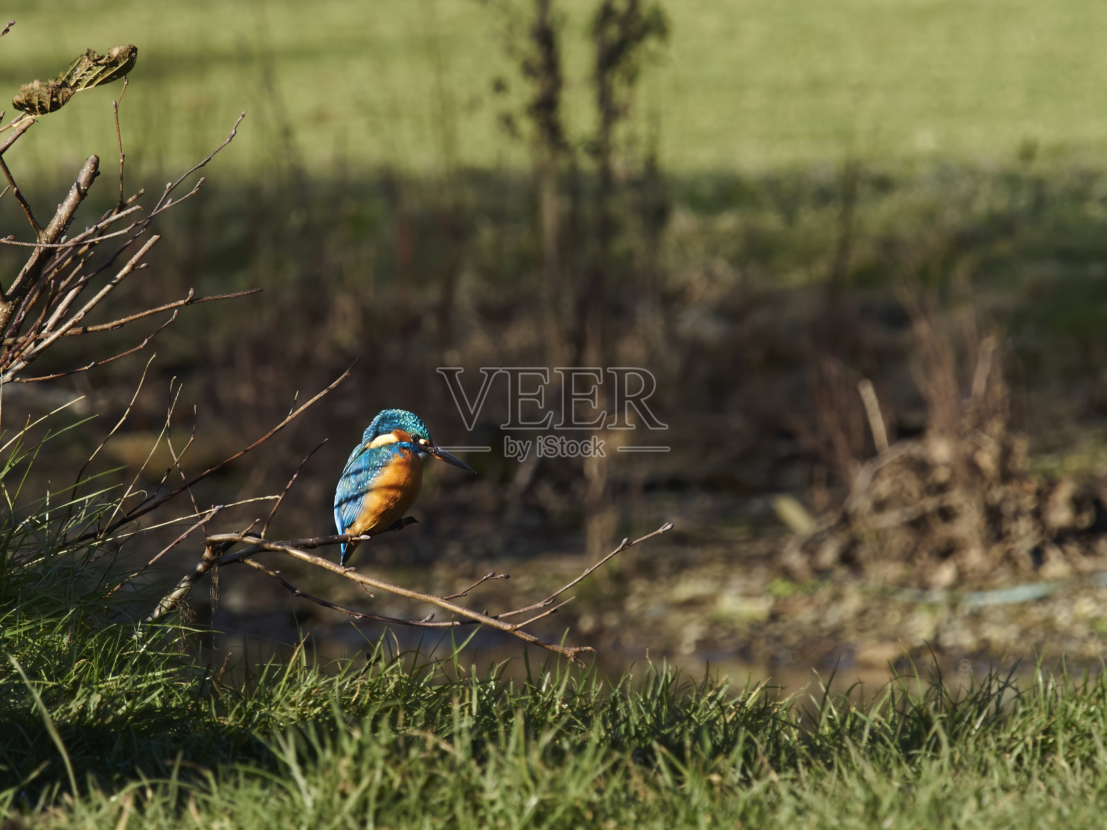 翠鸟在休息照片摄影图片