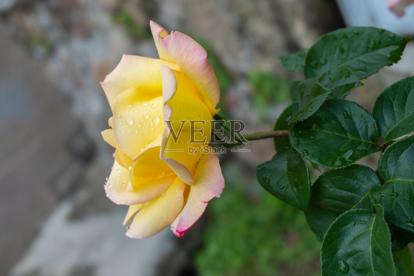 带雨滴的美丽黄色玫瑰细节照片摄影图片