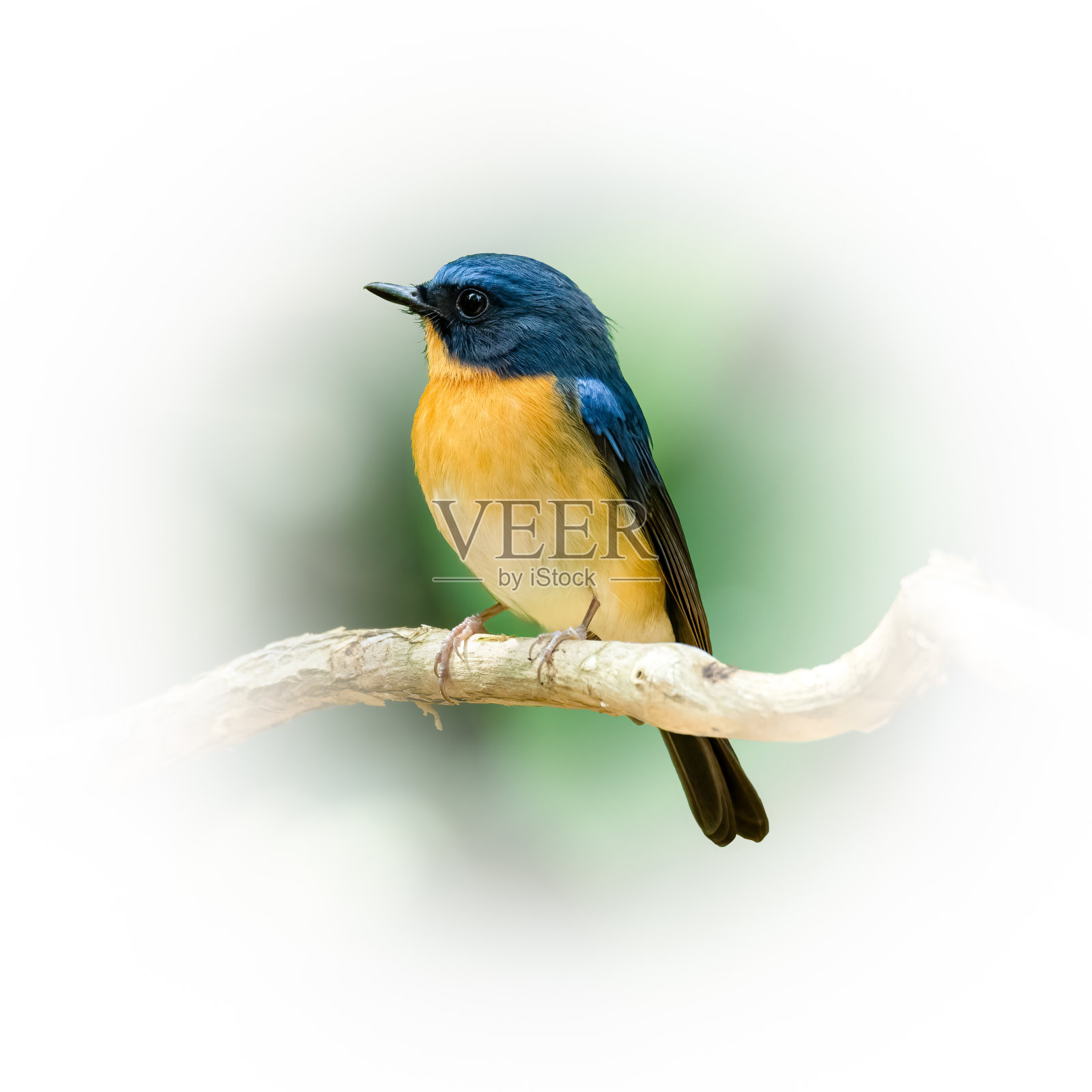 雄性山蓝捕蝇鸟栖息在栖木上,望向远方照片摄影图片