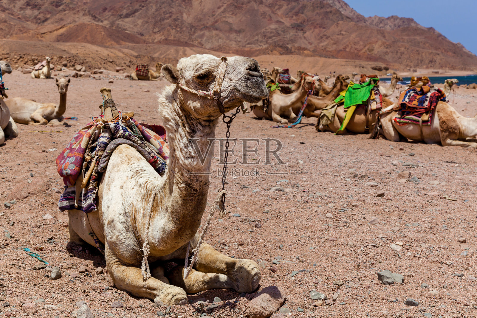 骆驼队在海边休息照片摄影图片