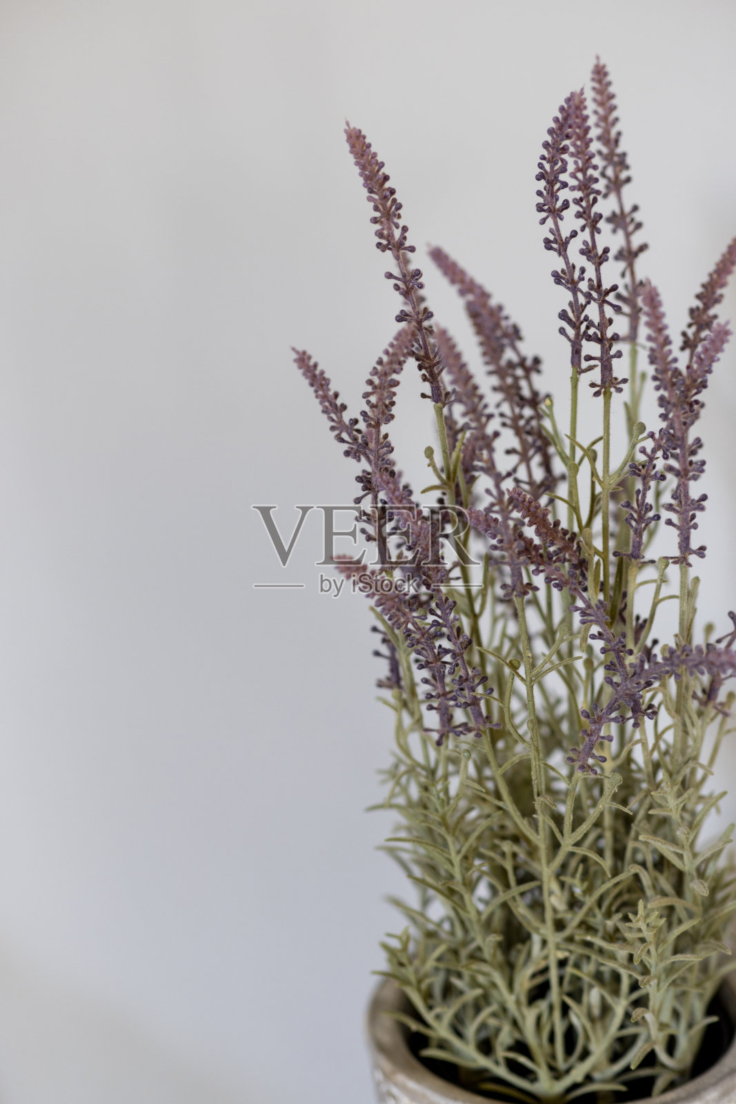 新鲜的薰衣草植物照片摄影图片