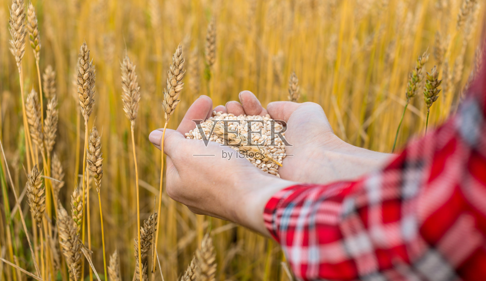 妇女的手在田里抓着一把成熟的麦粒照片摄影图片