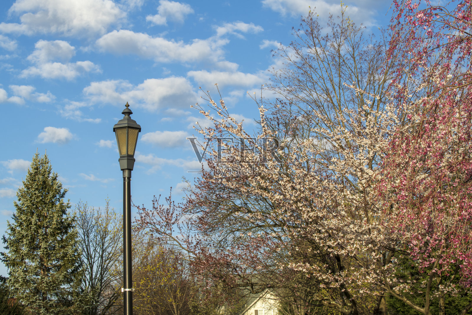 春天的社区,樱花盛开照片摄影图片