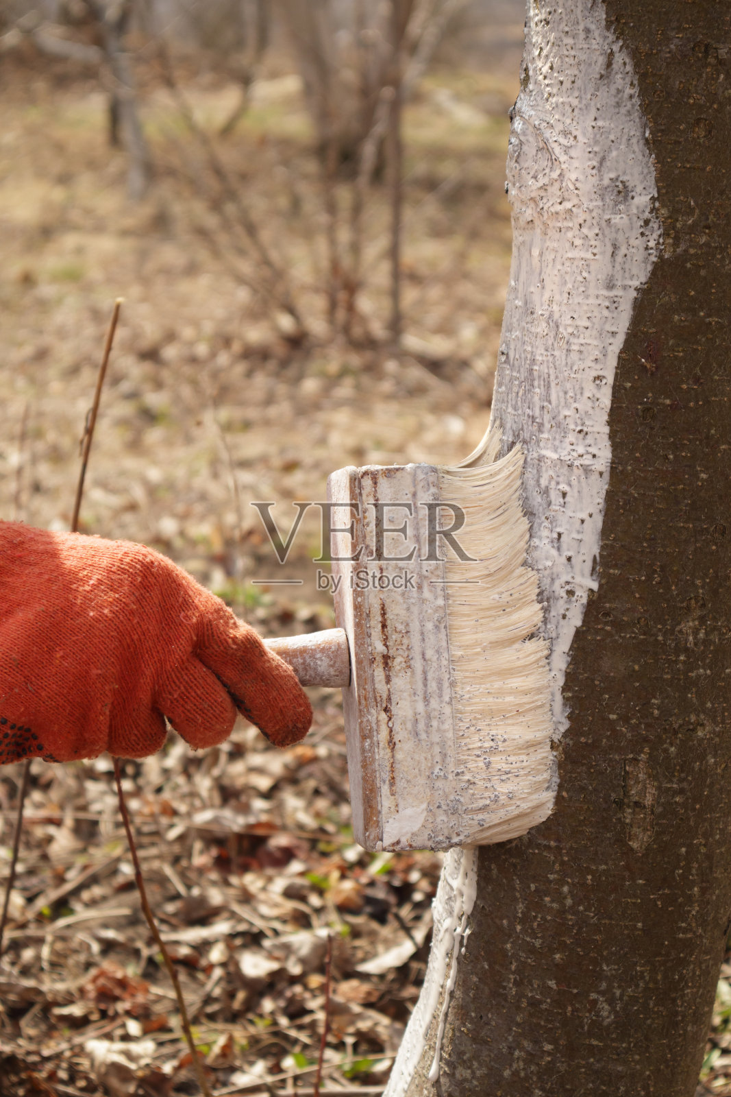 春天的花园里,一个女孩正在粉刷树干。粉刷春天的树木,防止虫害。照片摄影图片