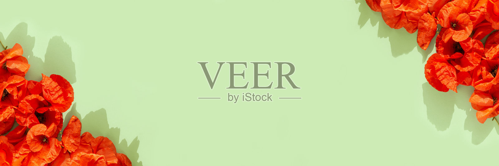 创作构成的红色罂粟在柔和的绿色背景。自然的概念。简约风格的夏季布局。前视图。平躺照片摄影图片