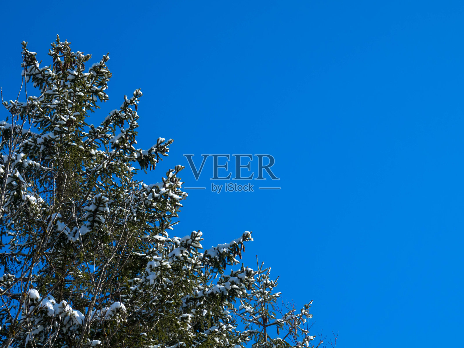 云杉的树枝下下了一层厚厚的白雪。副本的空间。照片摄影图片