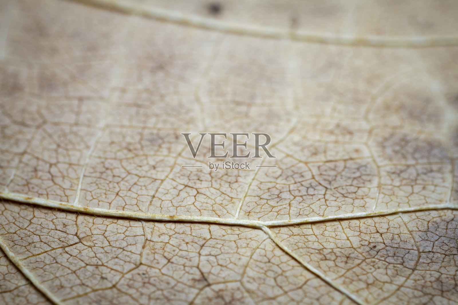 干燥树叶的特写镜头。照片摄影图片