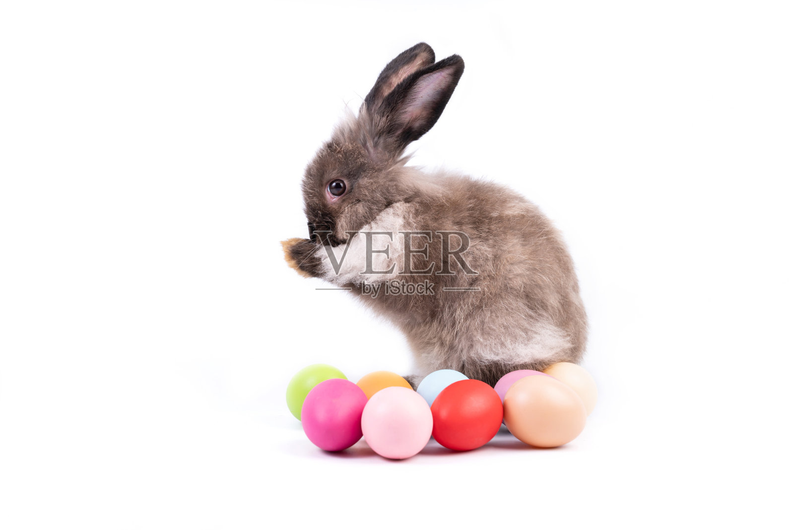 可爱的复活节深棕色兔子宝宝清洁的脸坐在旁边的彩色鸡蛋孤立在白色的背景。可爱的小兔子兔子的动作照片摄影图片