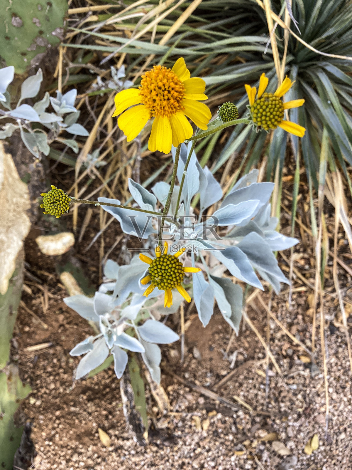 仙人掌仙人掌,亚利桑那州斯科茨代尔沙漠花园照片摄影图片