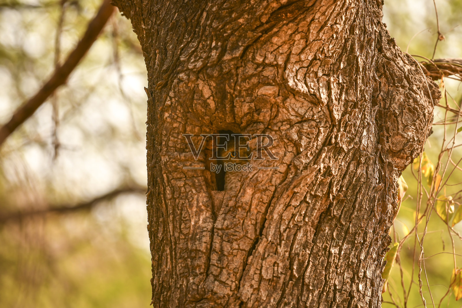 斑点小猫头鹰或雅典娜brama跟踪从巢或空心树干在ranthambore国家公园印度拉贾斯坦邦照片摄影图片