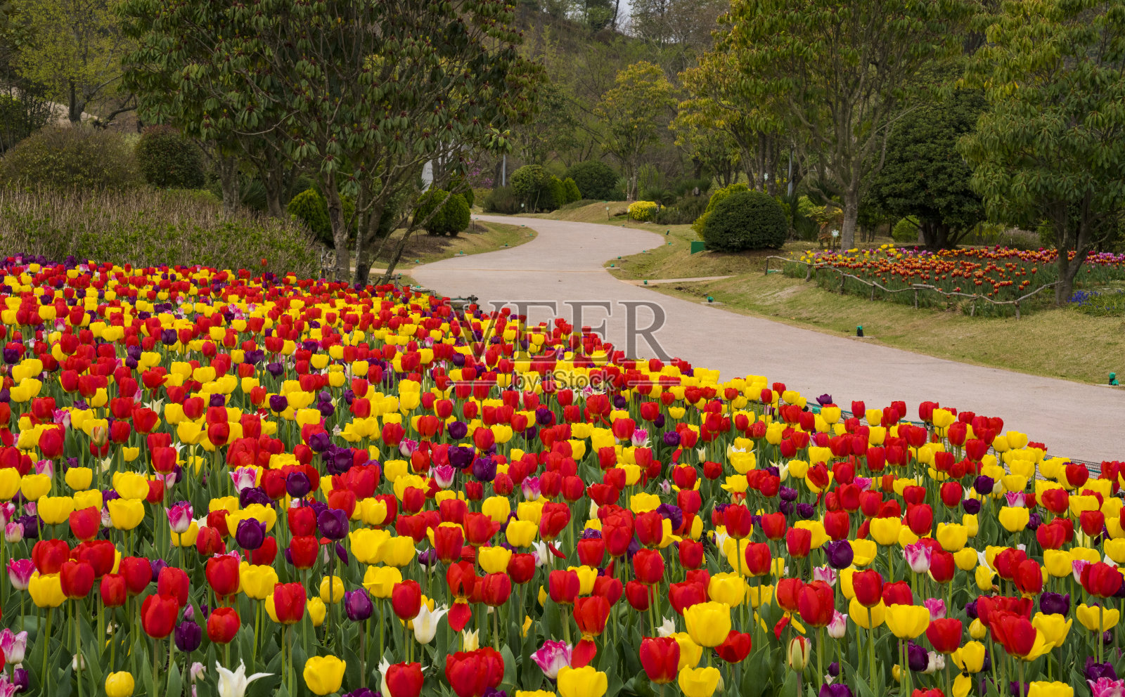 顺天湾国立公园的郁金香花田照片摄影图片