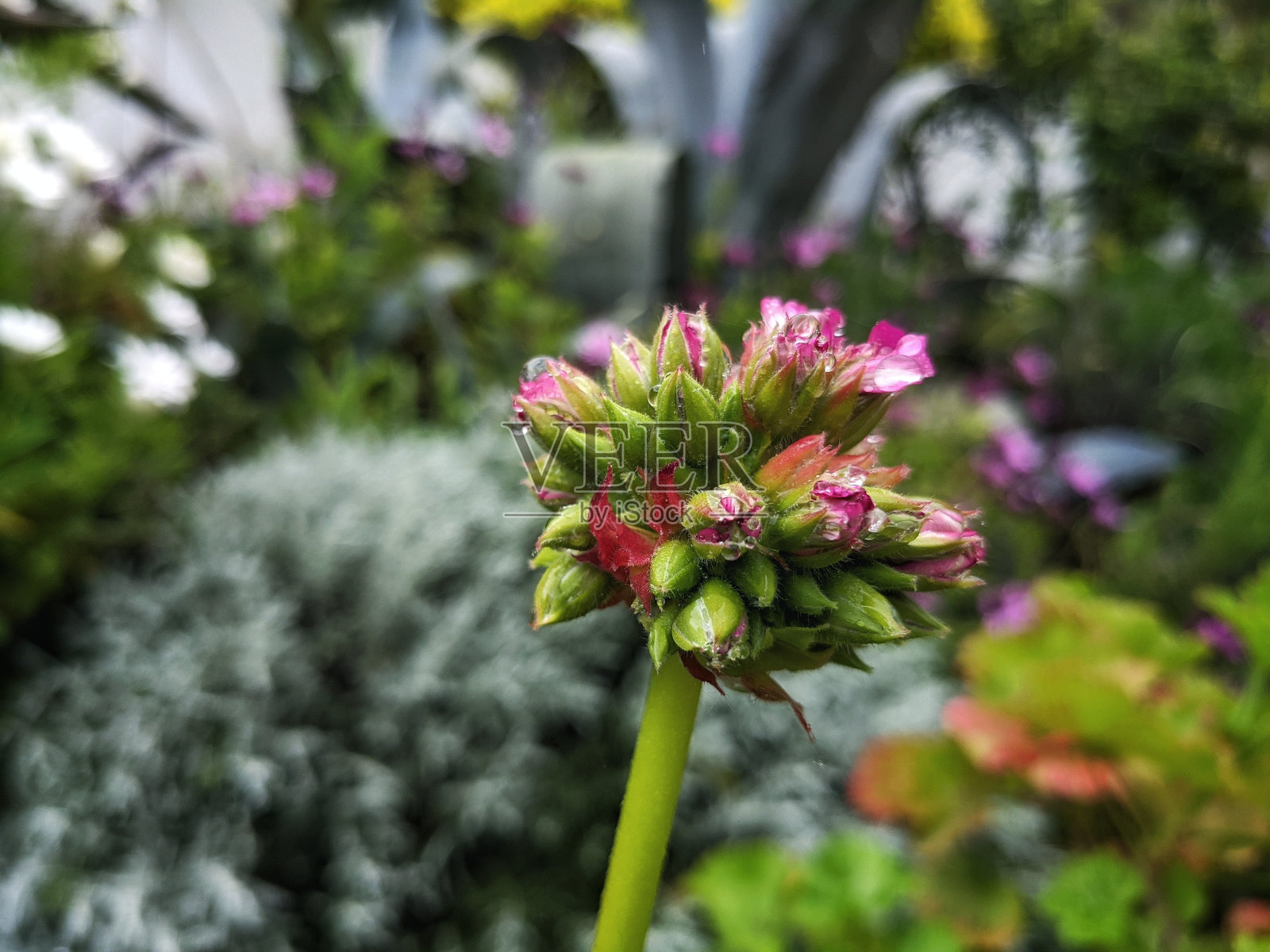 雨后清新的绿色照片摄影图片