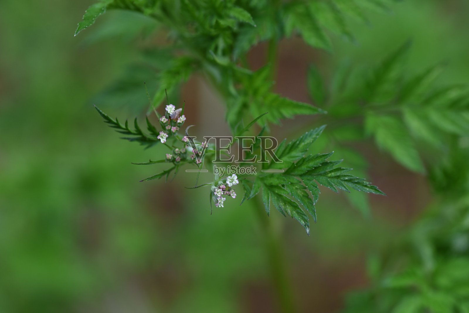 粗糙的刺激物花。照片摄影图片