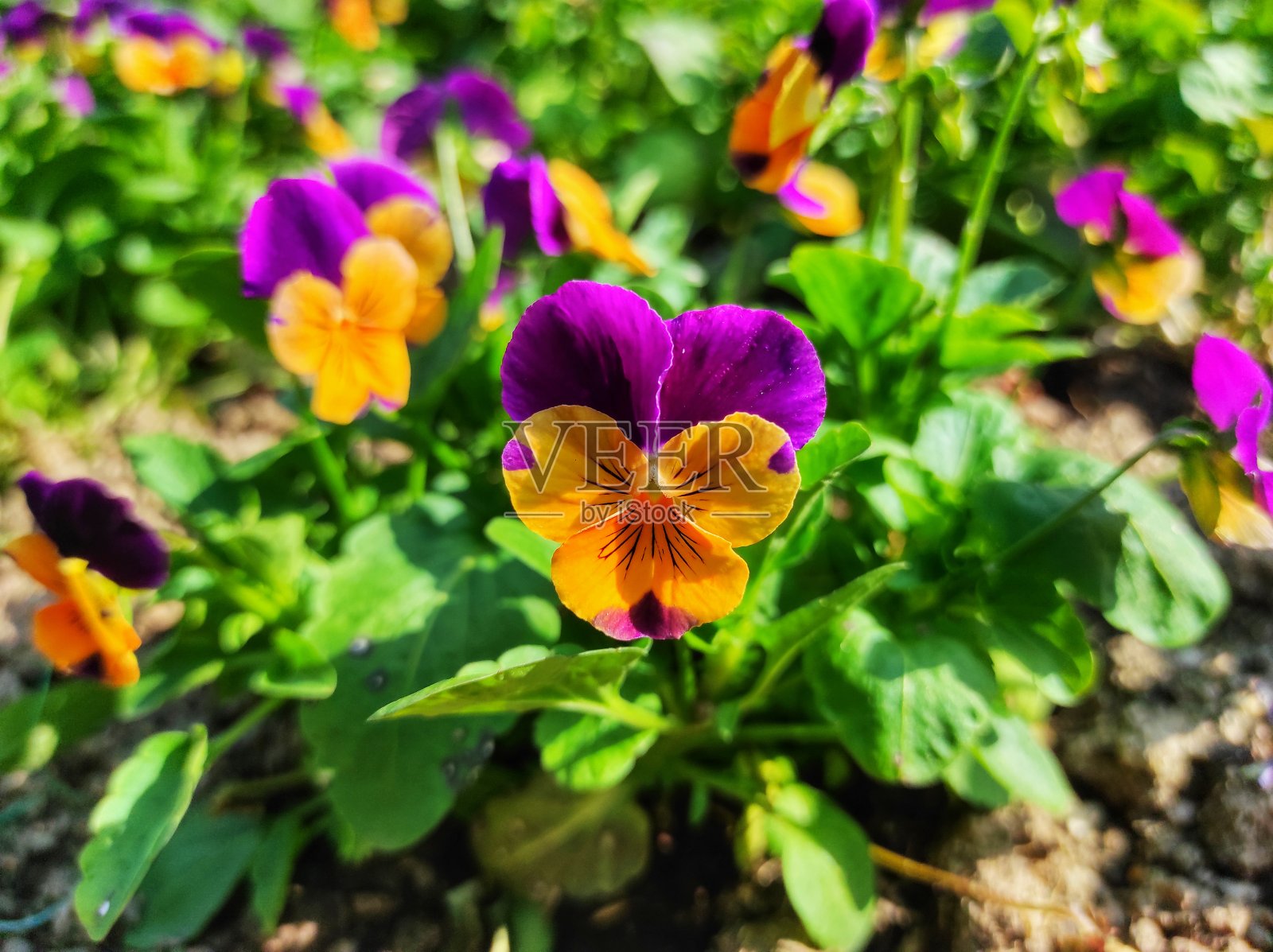 角堇菜,被称为有角的三色堇或有角的紫罗兰照片摄影图片