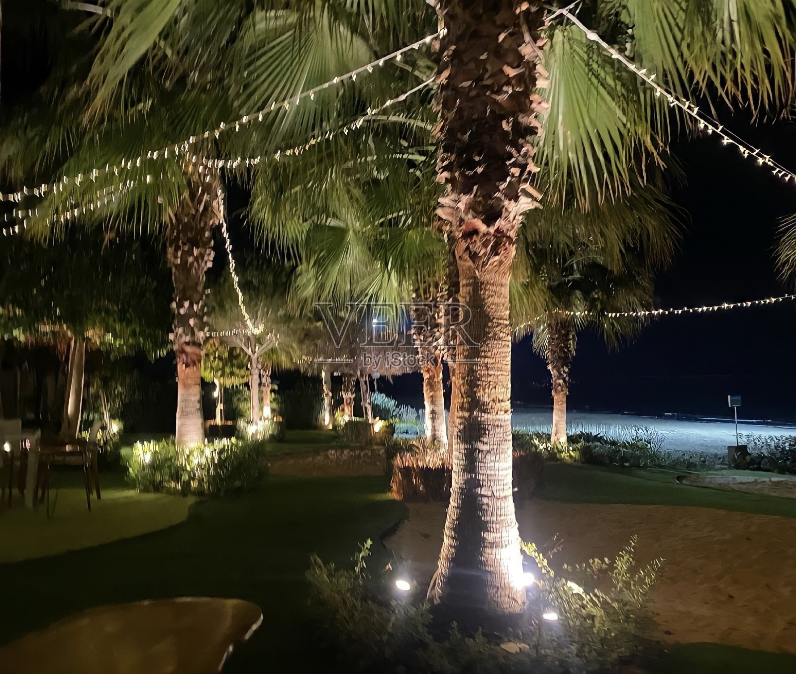 夜晚的棕榈树照片摄影图片