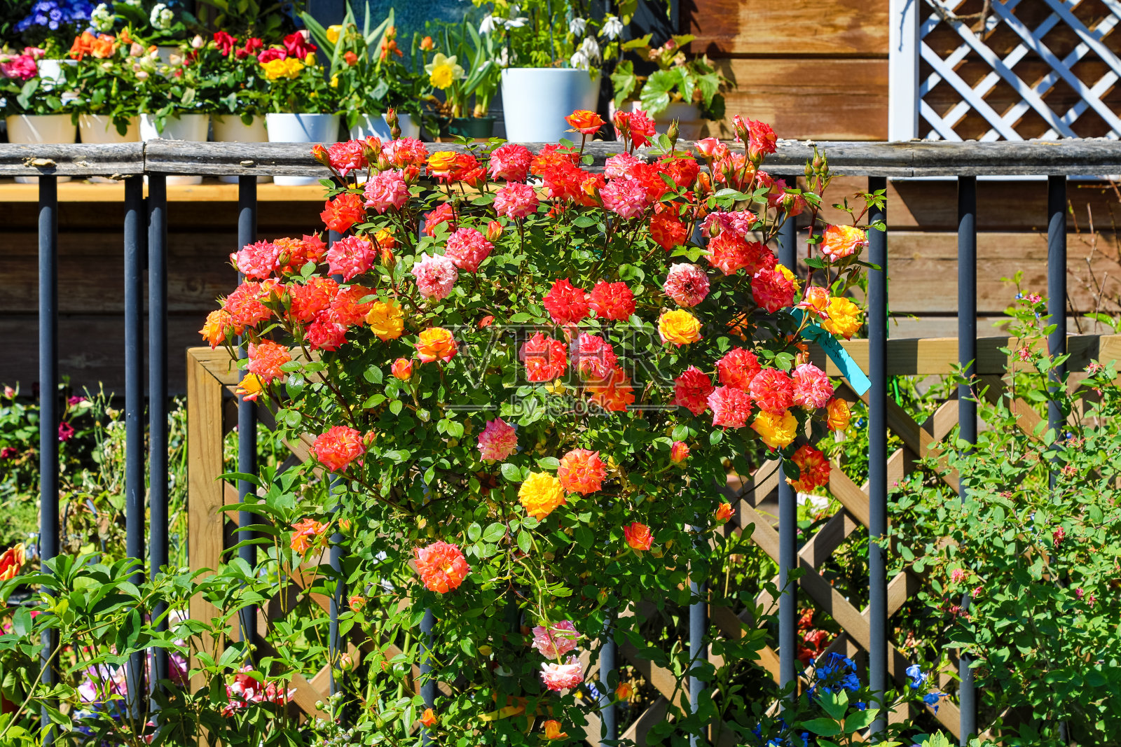 盛开的鲜花照片摄影图片
