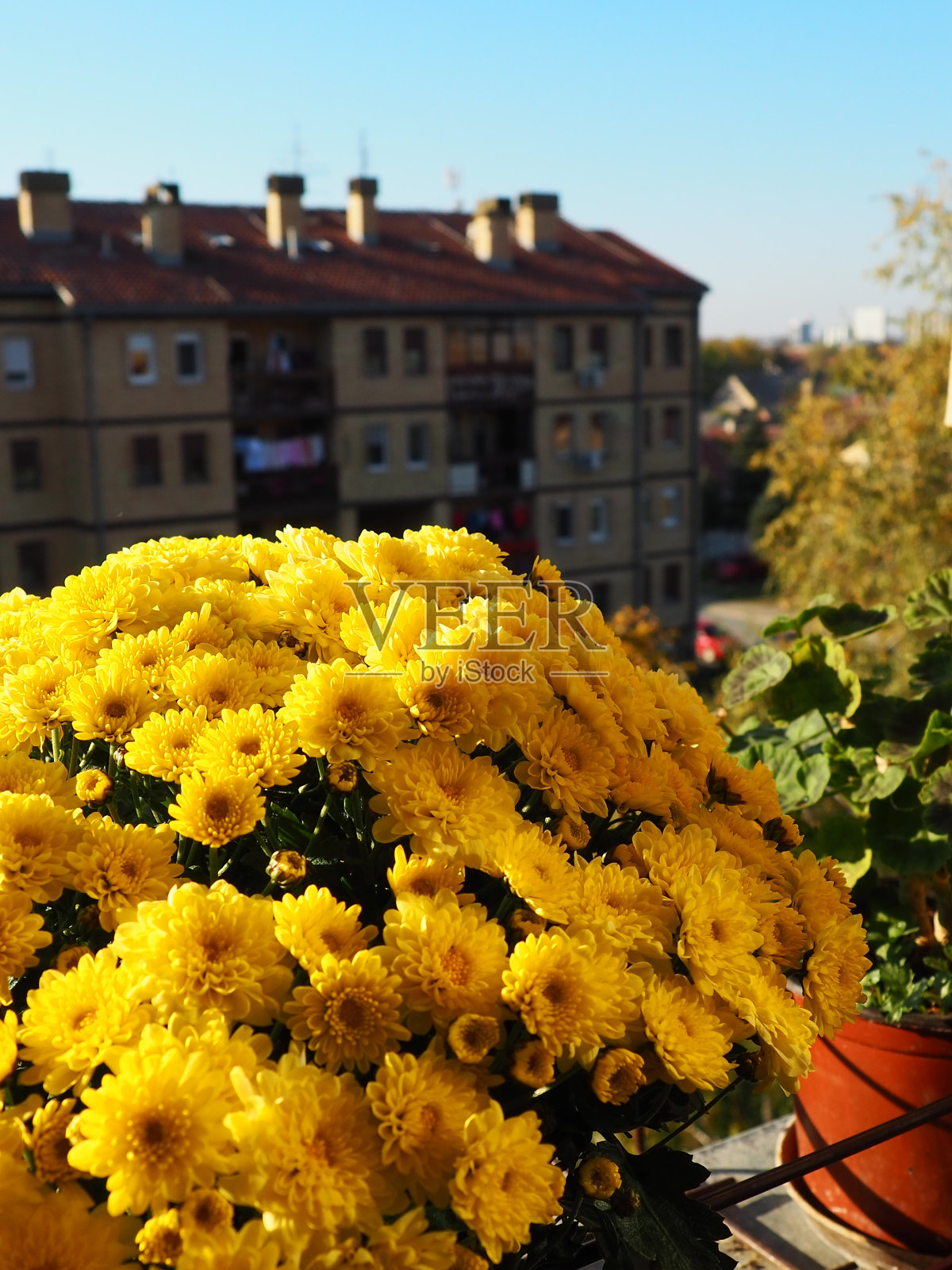 窗外窗台上摆着黄菊花、一盆盆天竺葵和芹菜。在阳台和窗台上种花。室内养花是一种爱好。照片摄影图片