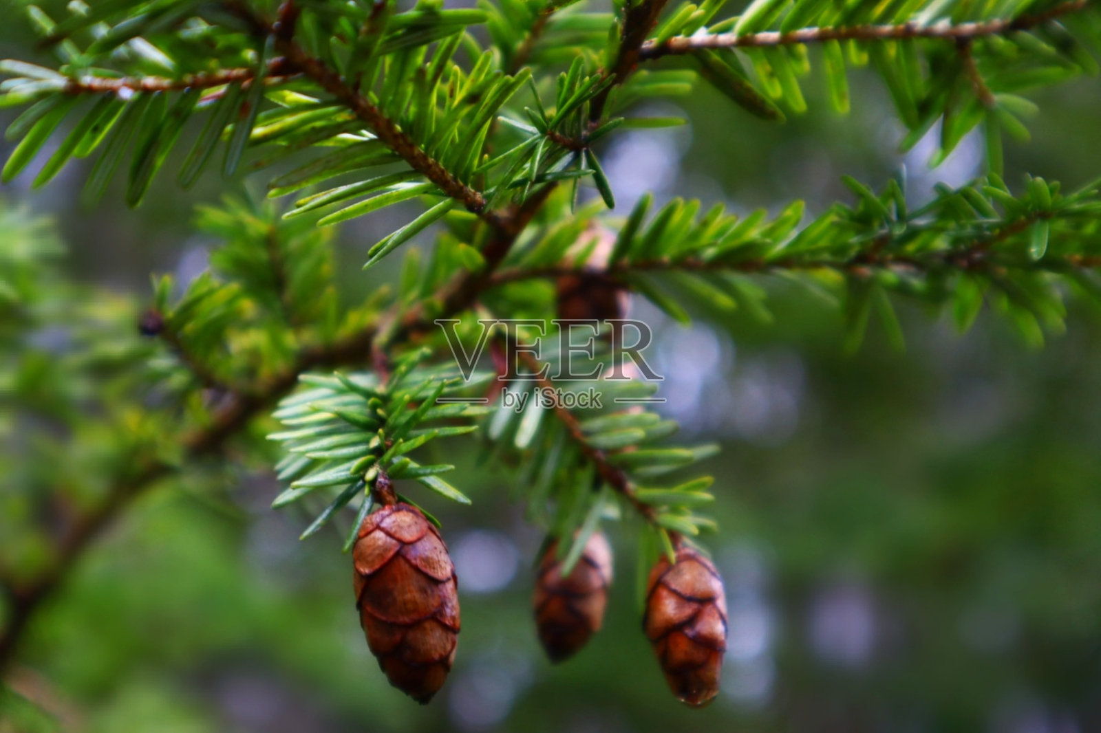 一堆视锥细胞照片摄影图片