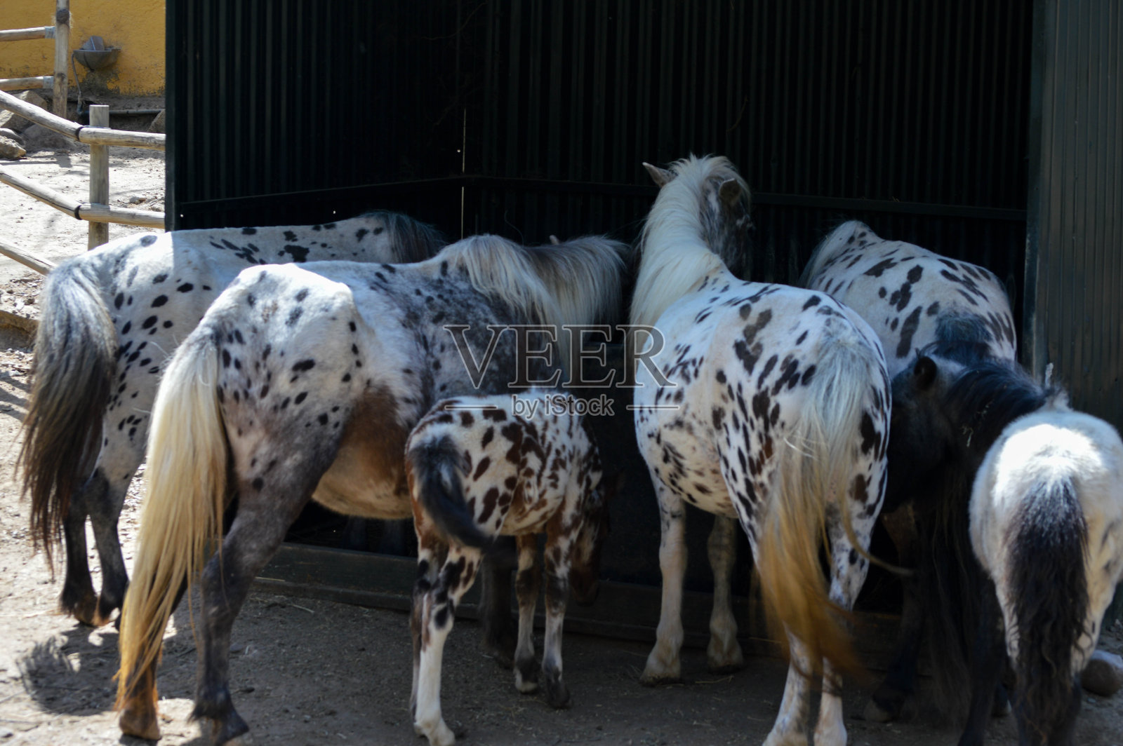 斑点马吃照片摄影图片