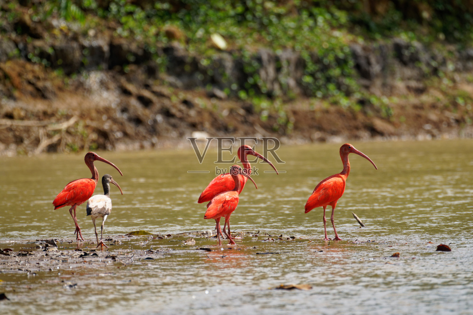 红鹮照片摄影图片