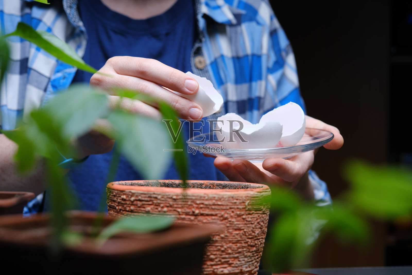 有人用厨房的废料做肥料照片摄影图片