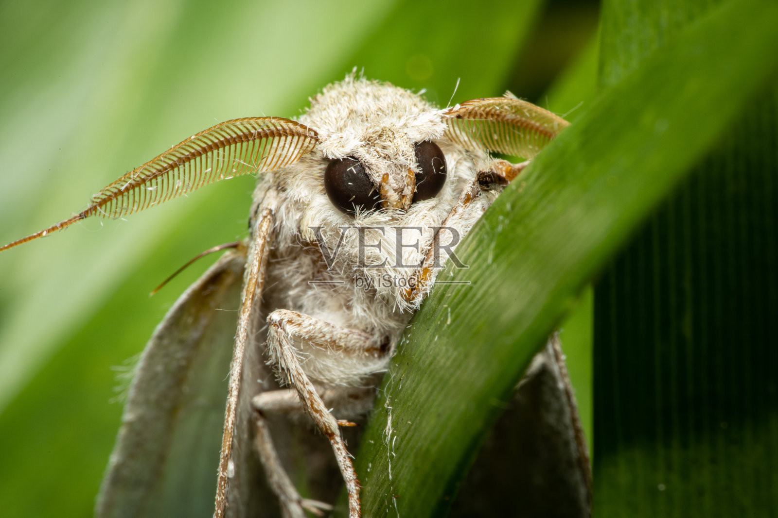 有大眼睛的白色飞蛾照片摄影图片