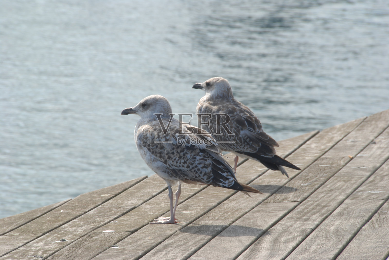巴塞罗那码头上的海鸥照片摄影图片
