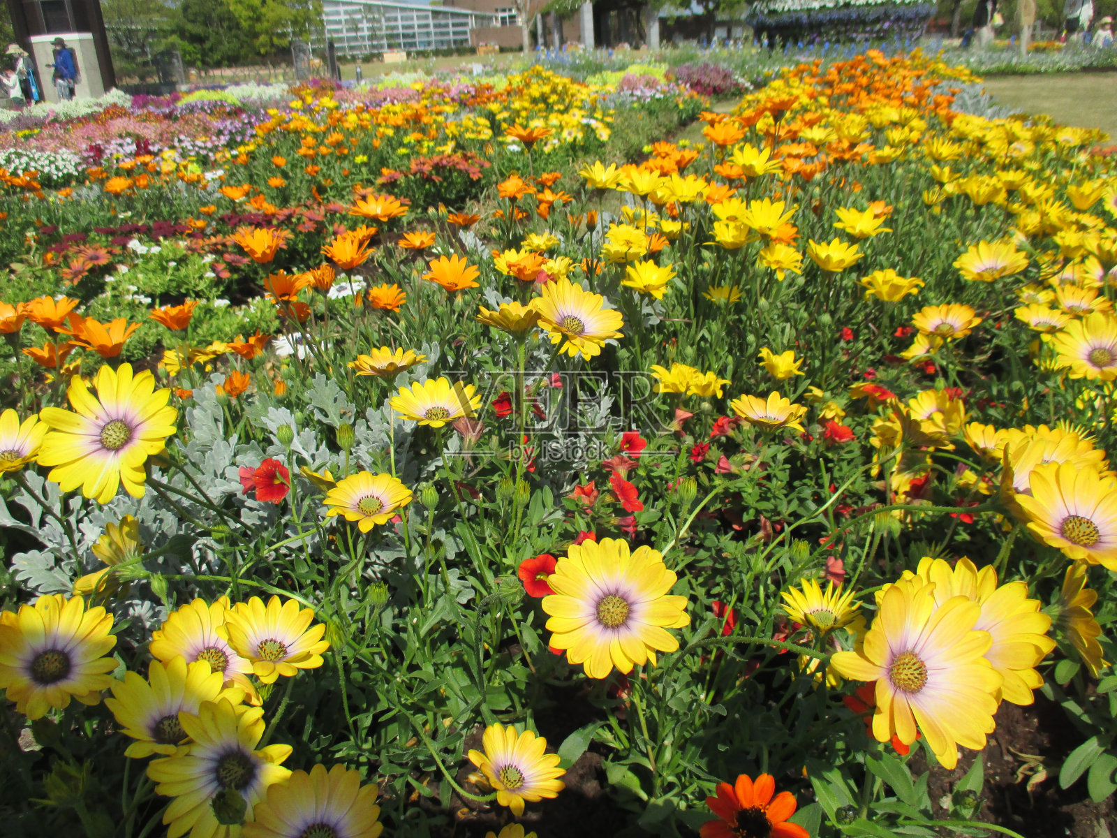 美丽的加扎尼亚,明亮的黄色和橙色在春天的花坛中盛开照片摄影图片