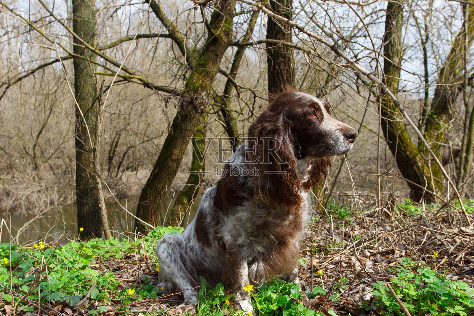 森林里的棕色斑点俄罗斯猎犬,模糊的背景照片摄影图片