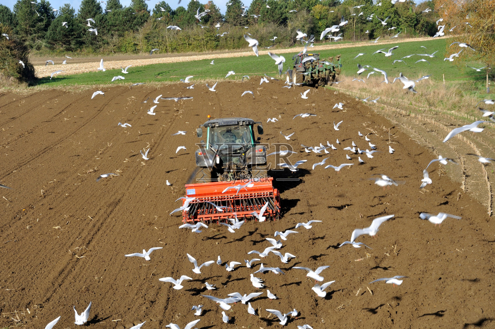 被海鸥包围的犁式拖拉机照片摄影图片