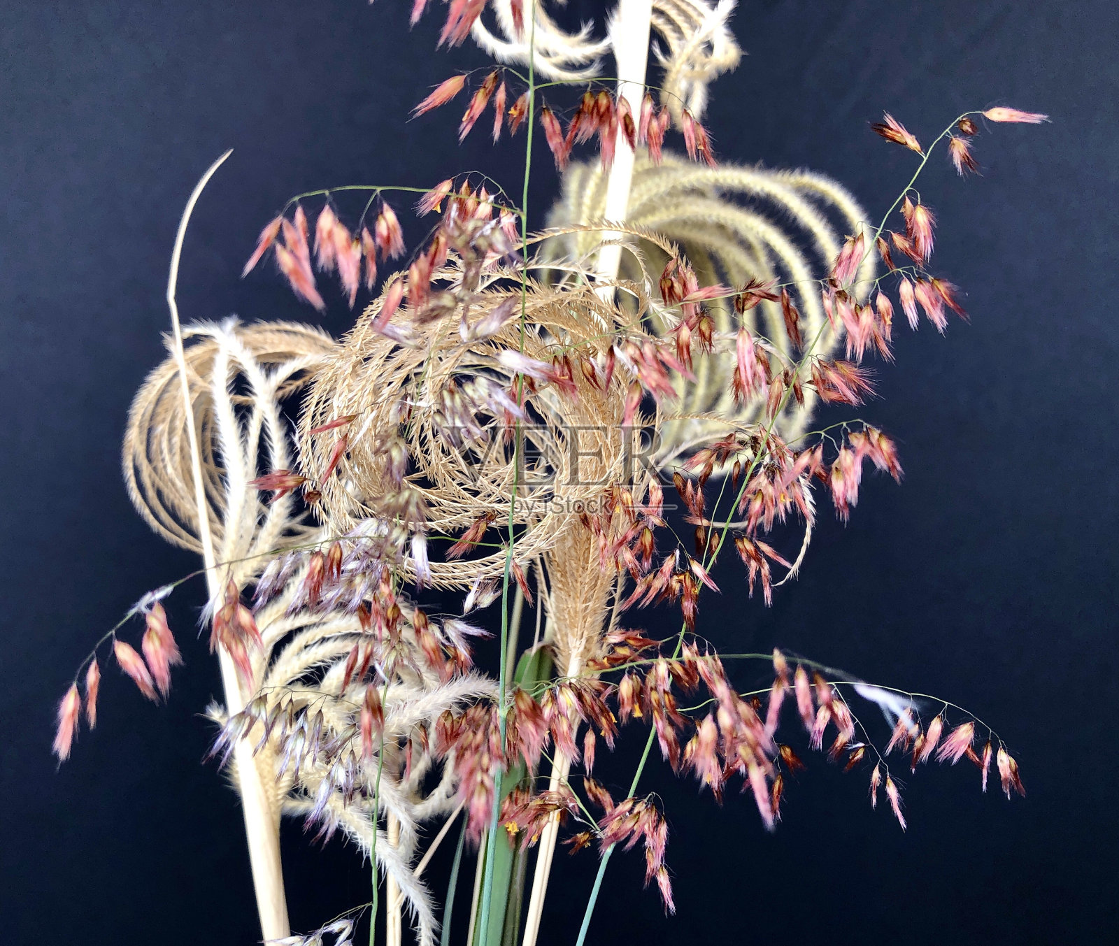 近距离观察田野里的原生草籽照片摄影图片