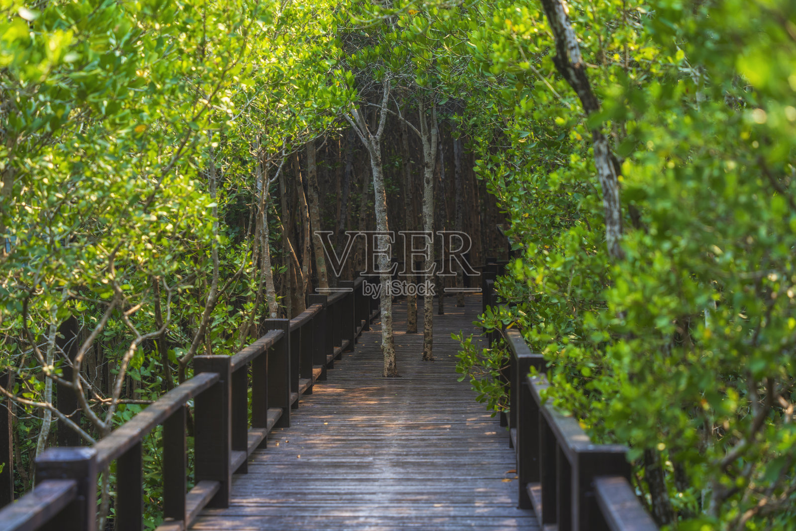 在红树林里的木桥步行道,泰国的Prachuap Khiri Khan。照片摄影图片