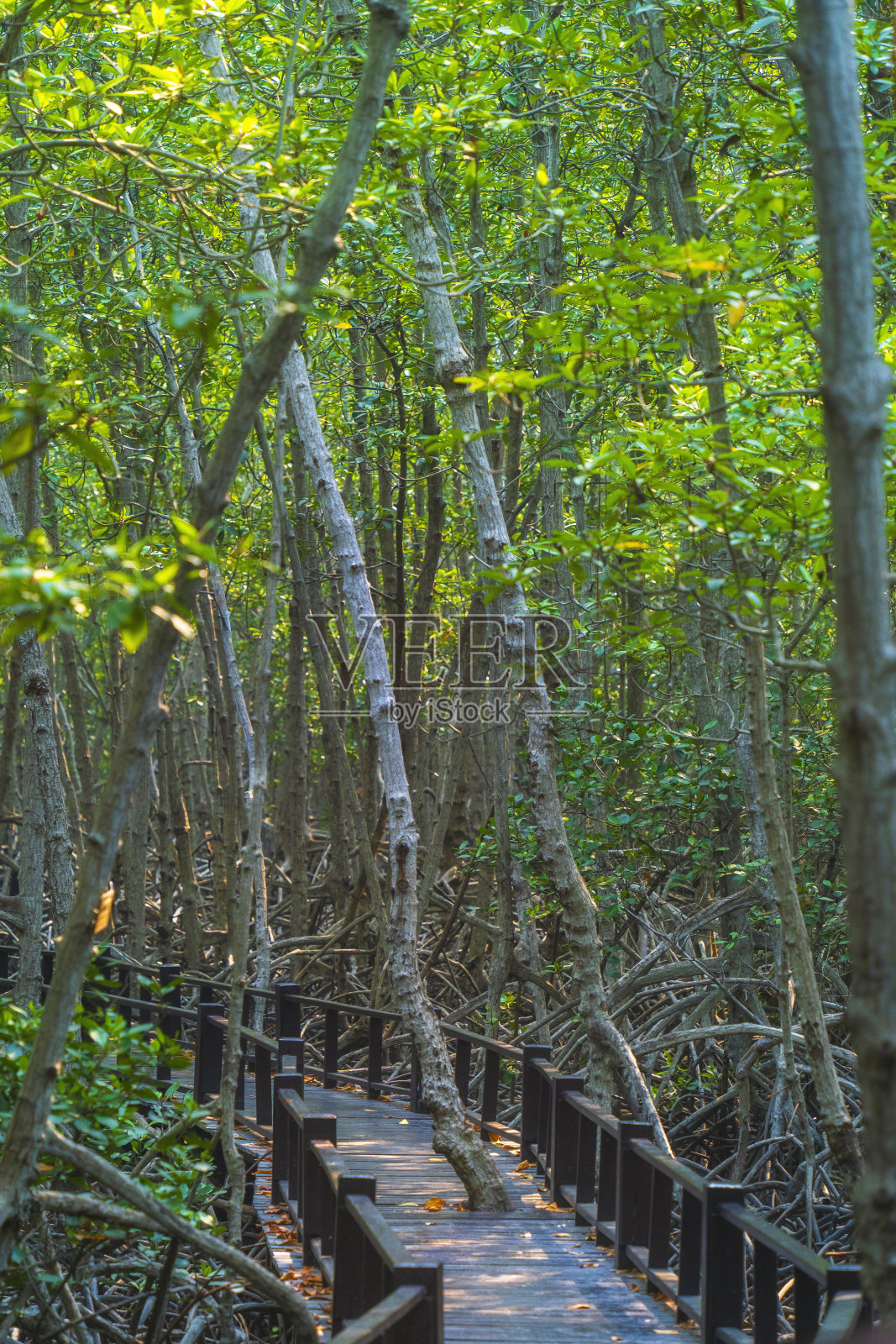 在红树林里的木桥步行道,泰国的Prachuap Khiri Khan。照片摄影图片