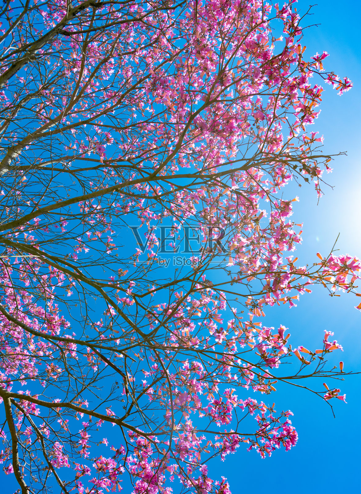 春天晴朗的蓝天上盛开着粉红色的樱花照片摄影图片