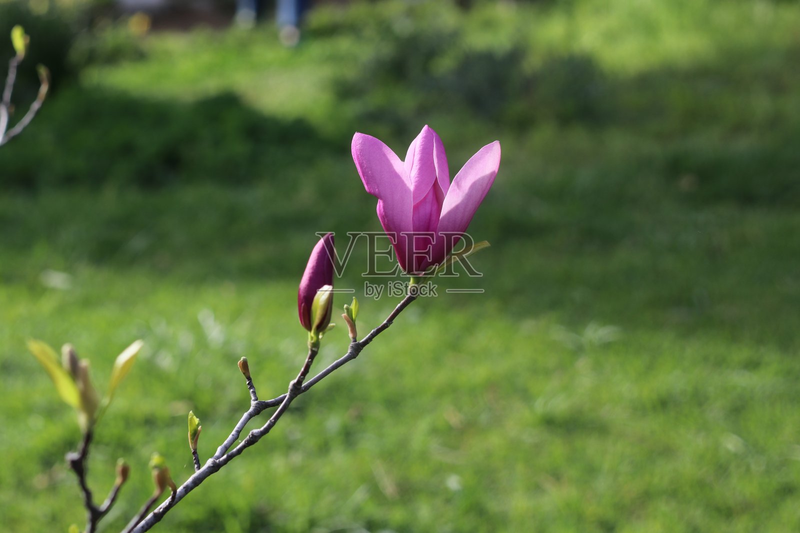 粉红色的颜色玉兰花和绿色背景特写照片摄影图片