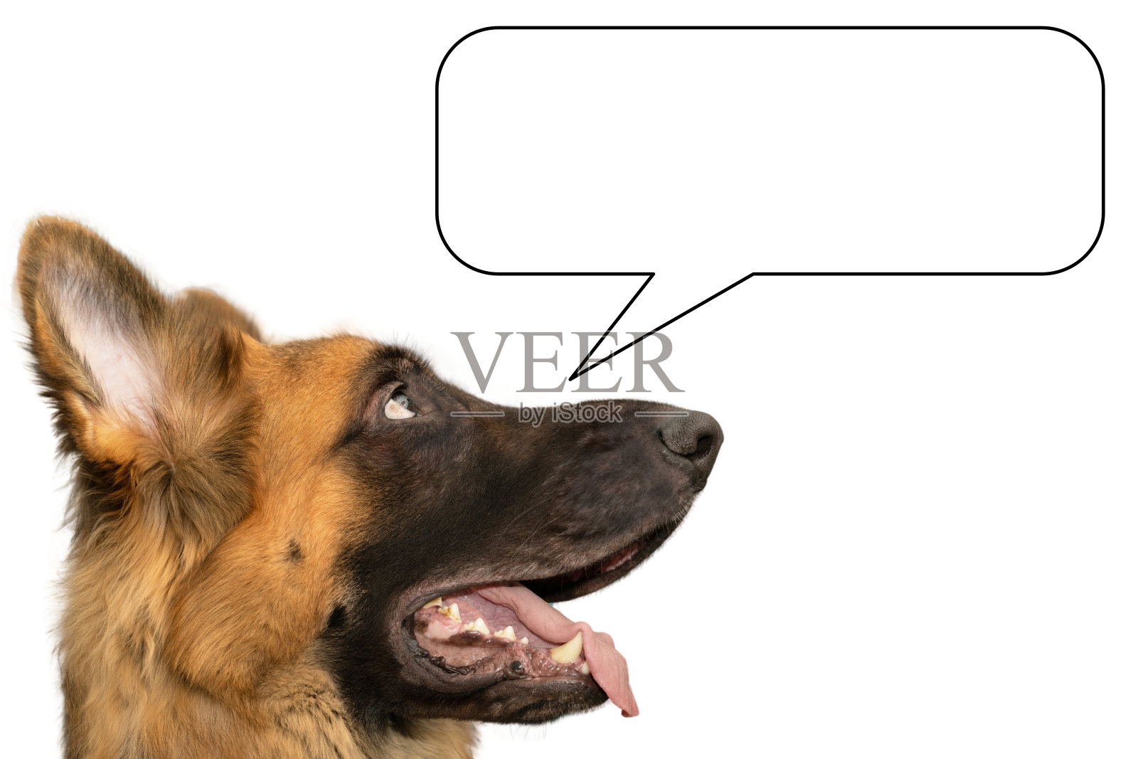 狗想或说呼号语言照片摄影图片