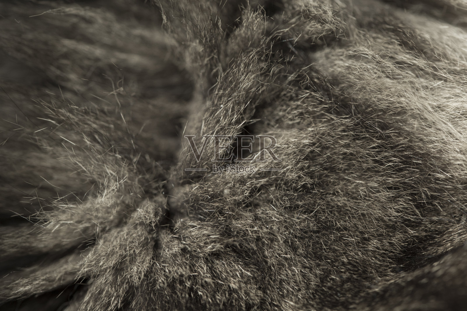 猫的皮毛纹理或背景。微距镜头。照片摄影图片