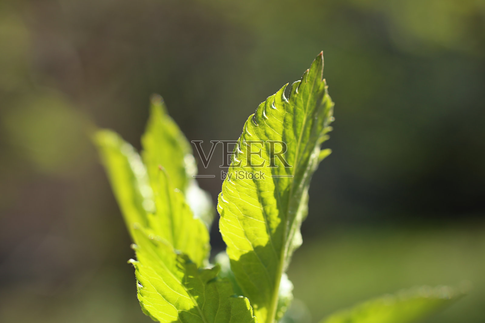 特写拍摄春天的嫩叶。照片摄影图片