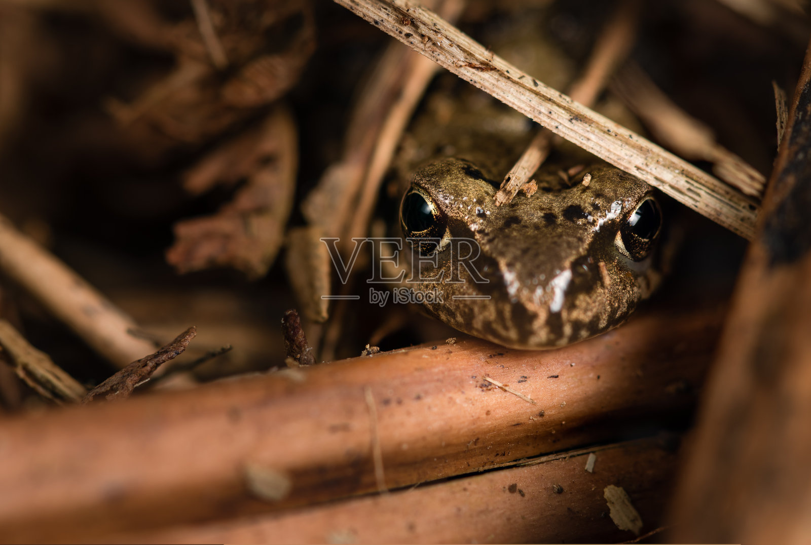 芦苇里的青蛙照片摄影图片