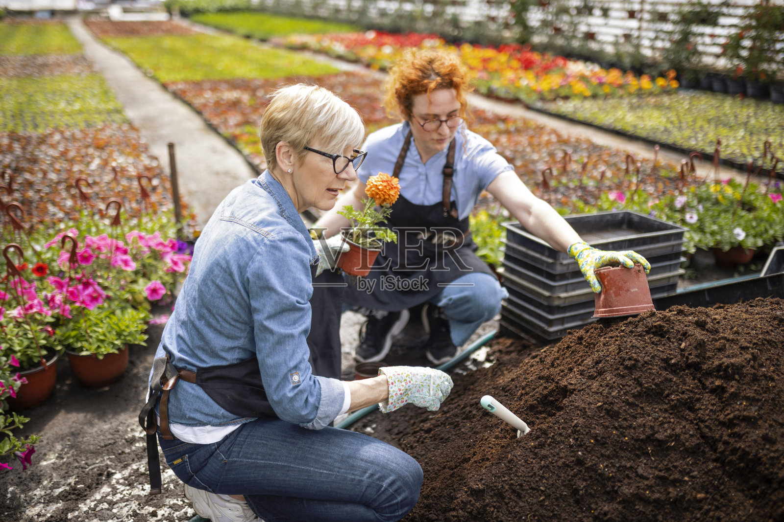 在苗圃内移栽花卉照片摄影图片