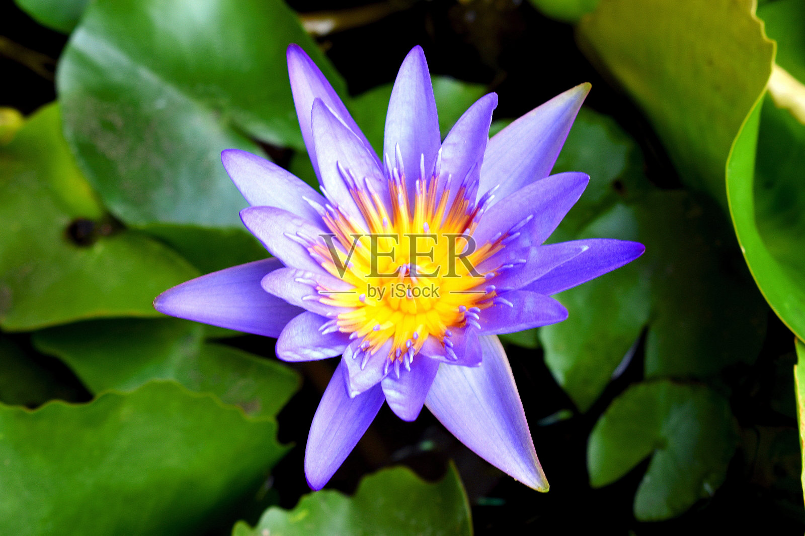 紫莲花,泰国,普雷照片摄影图片