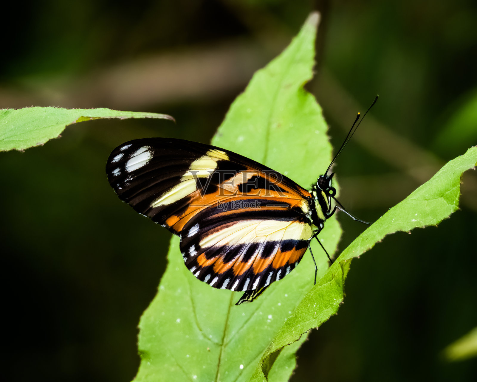 橙色,黄色,白色和黑色的蝴蝶照片摄影图片