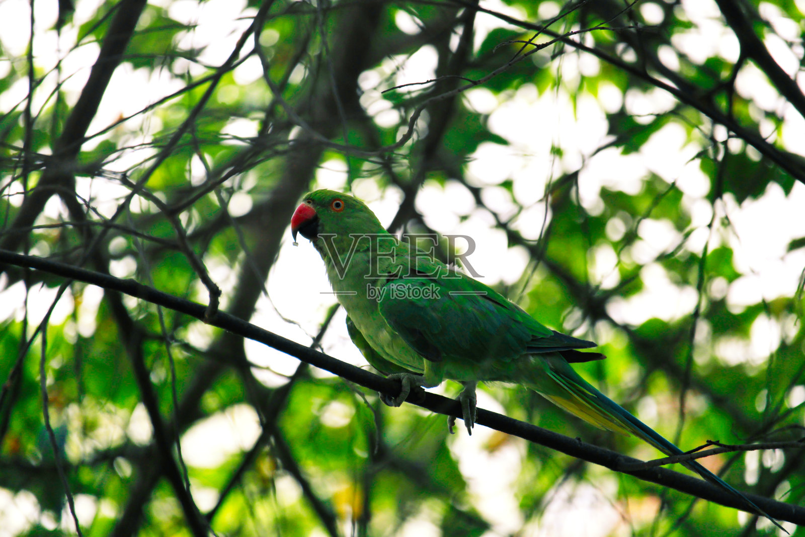 我家附近挂着一只鹦鹉照片摄影图片