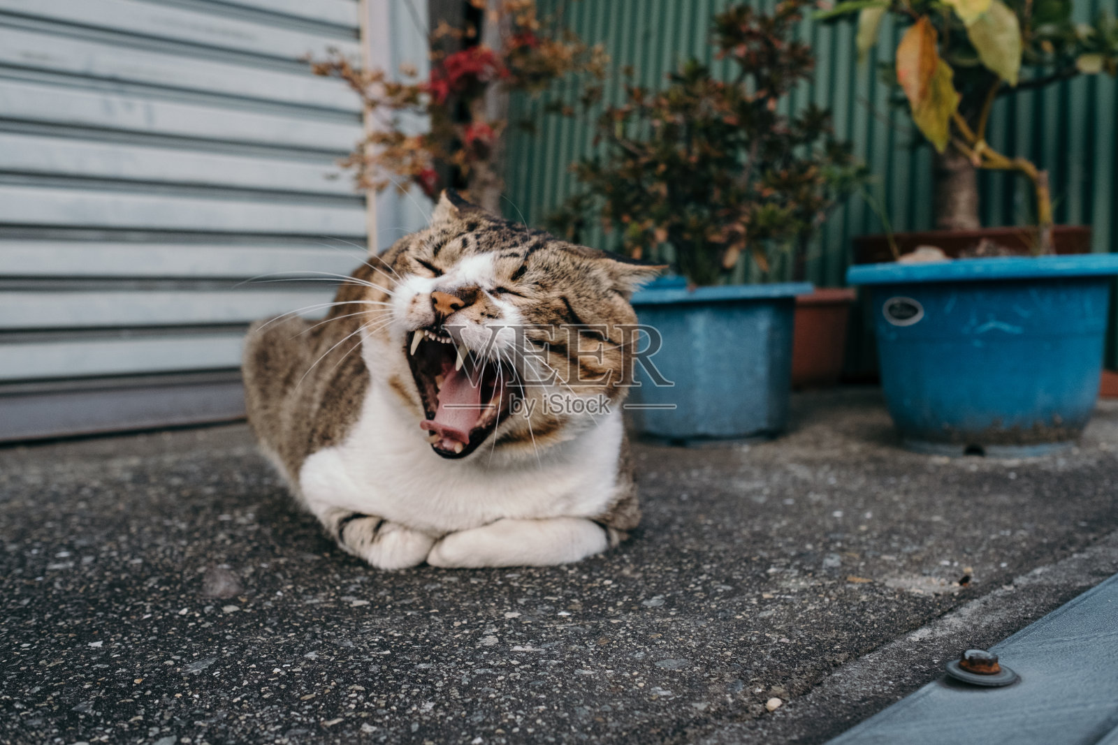 猫坐在植物前照片摄影图片