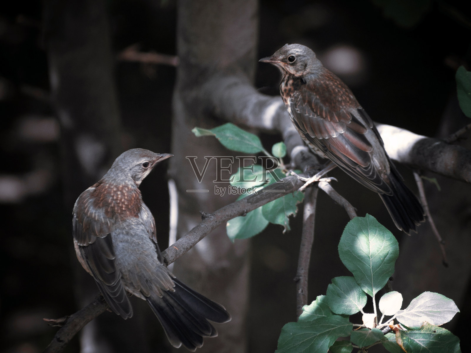 画眉鸟(土杜斯·菲洛米洛斯)夫妇照片摄影图片