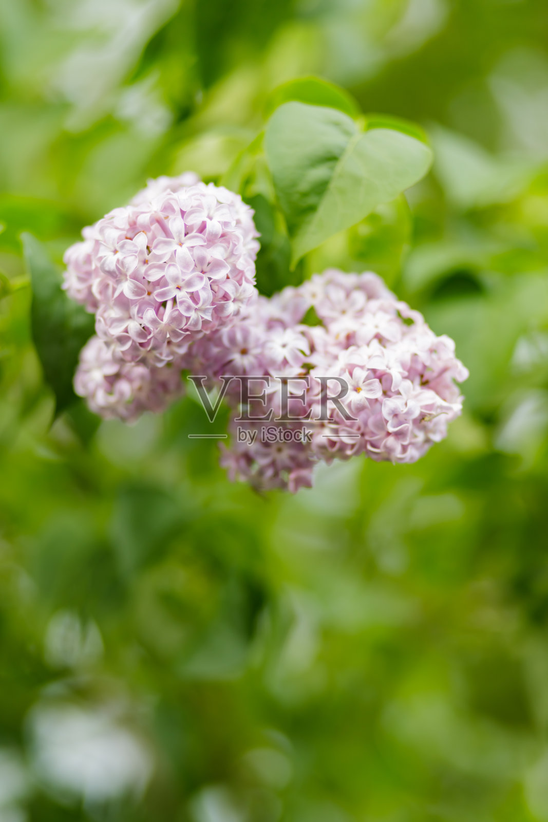 开着丁香花的枝条。春天的紫丁香花在模糊的背景上。自然背景。本空间照片摄影图片