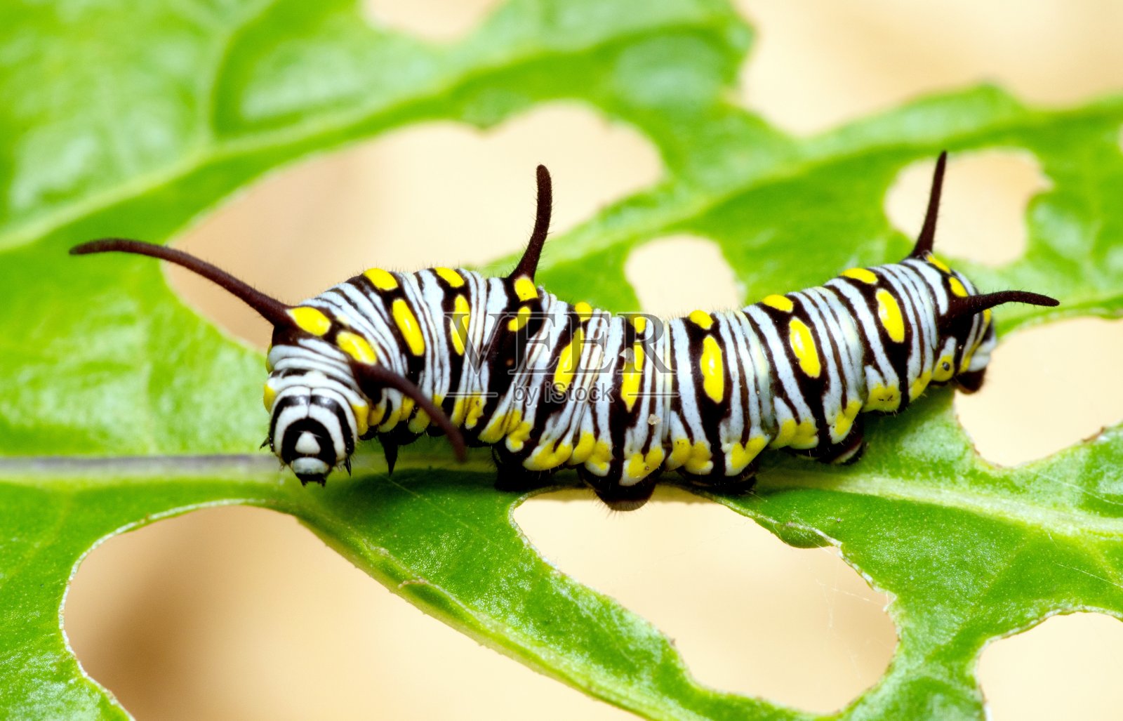 毛虫咬树叶-动物行为。照片摄影图片