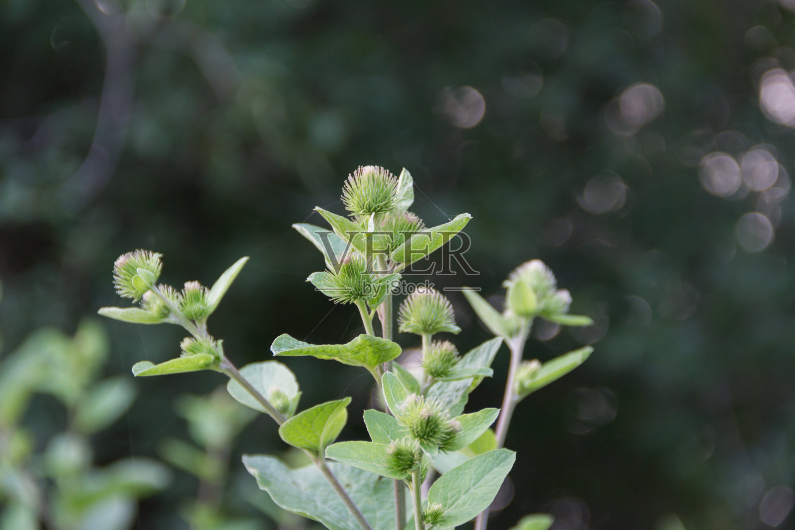 近距离观察野生牛蒡叶照片摄影图片