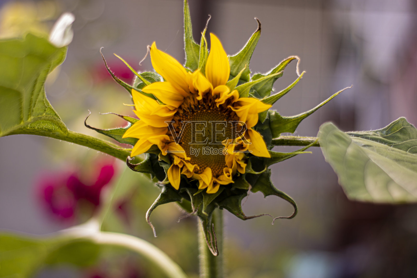 向日葵在花园里盛开照片摄影图片